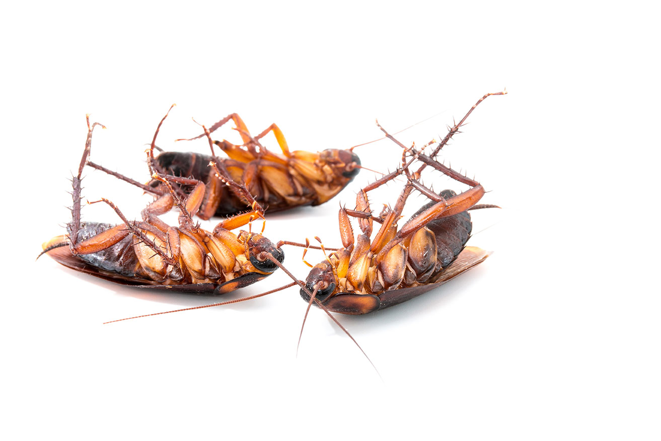 Dead Bugs